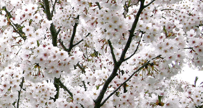 Yoshino Cherry Tree